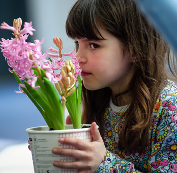 A little girl smells a pink flower in a pot