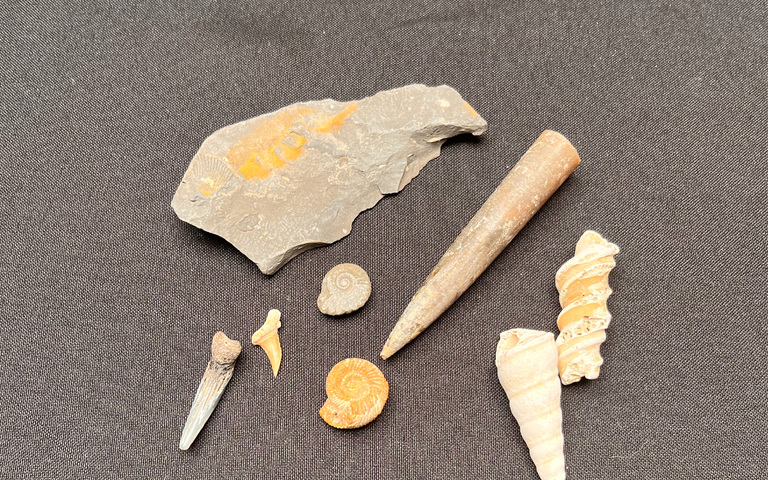 Bella's collection of Dinosaur artefacts including a shark tooth (centre-right).